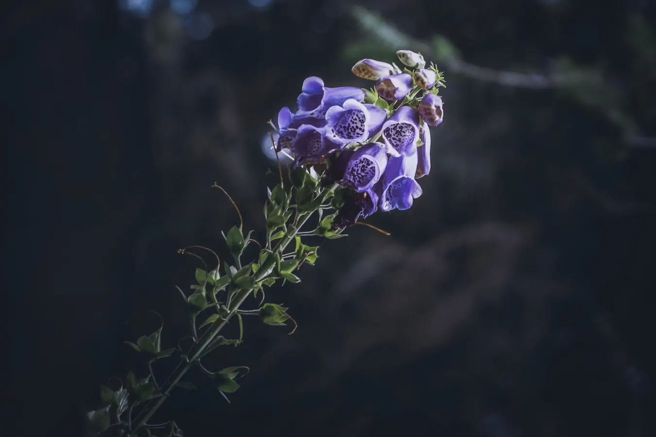 Macro photograph of purple foxglove flowers