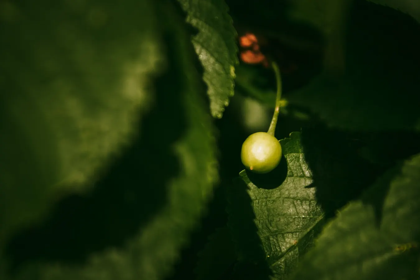 Macro photograph of a green berry resting on a leaf