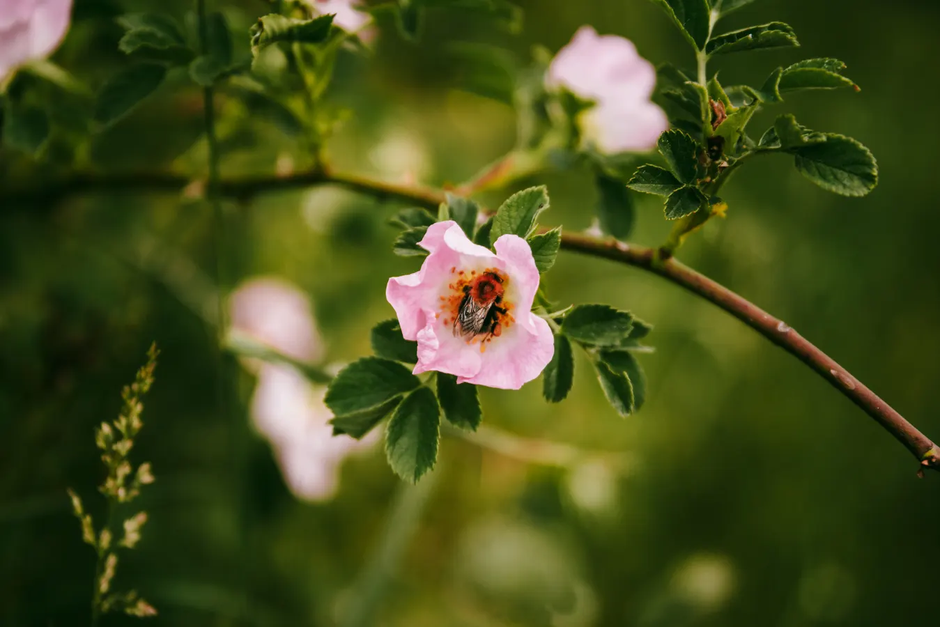 Macro photograph of a bumblebee in a pink wild rose