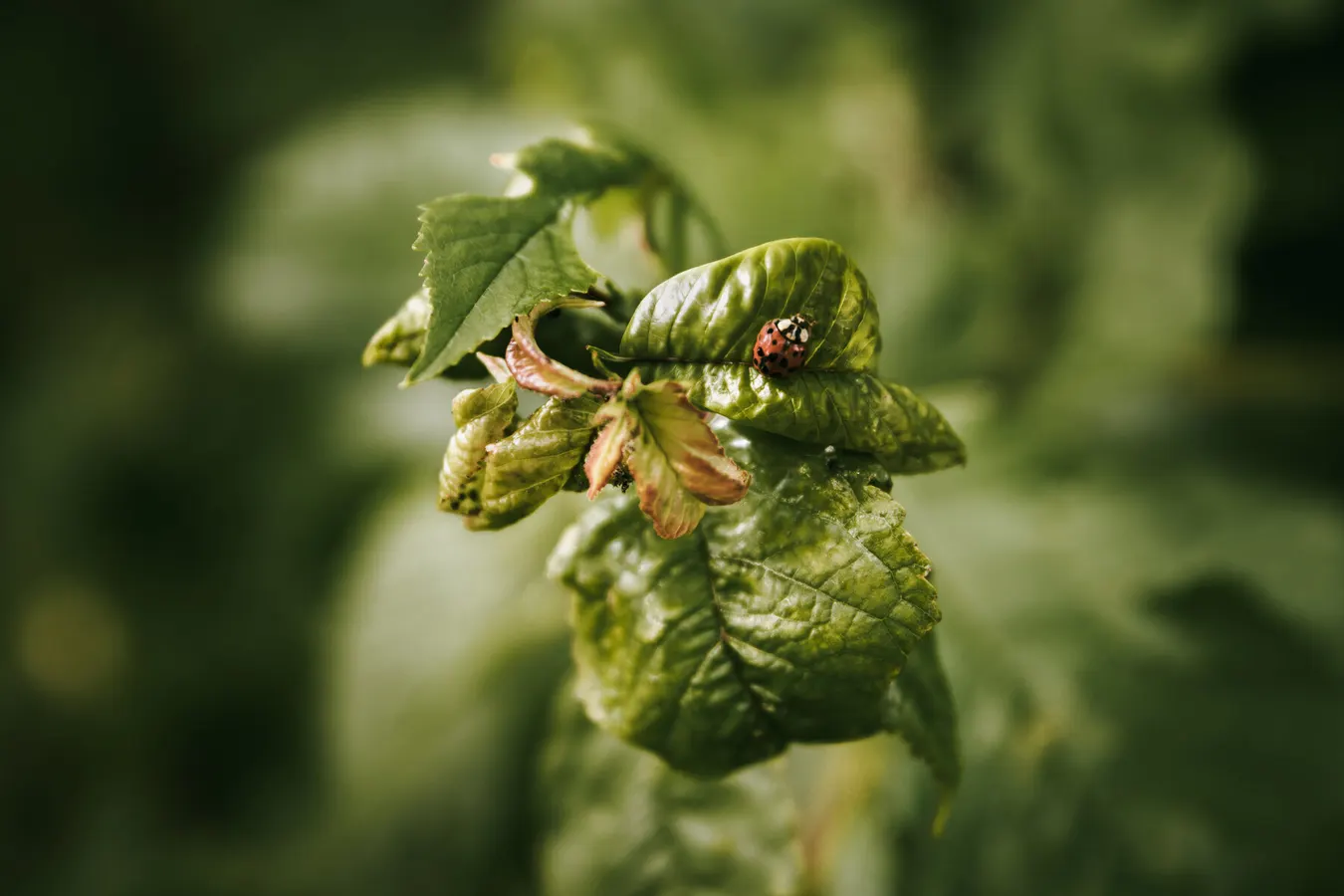 Macro photograph of a ladybird on a leaf