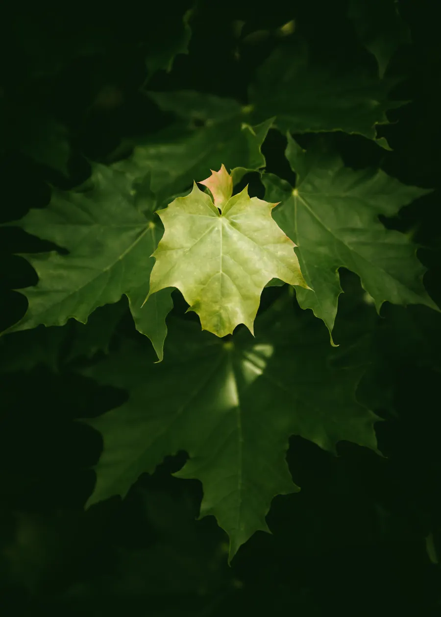 Macro photograph of a single leaf catching the light